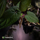 Anthurium 'RVDP' x papillilaminum 'RL' s1 • select