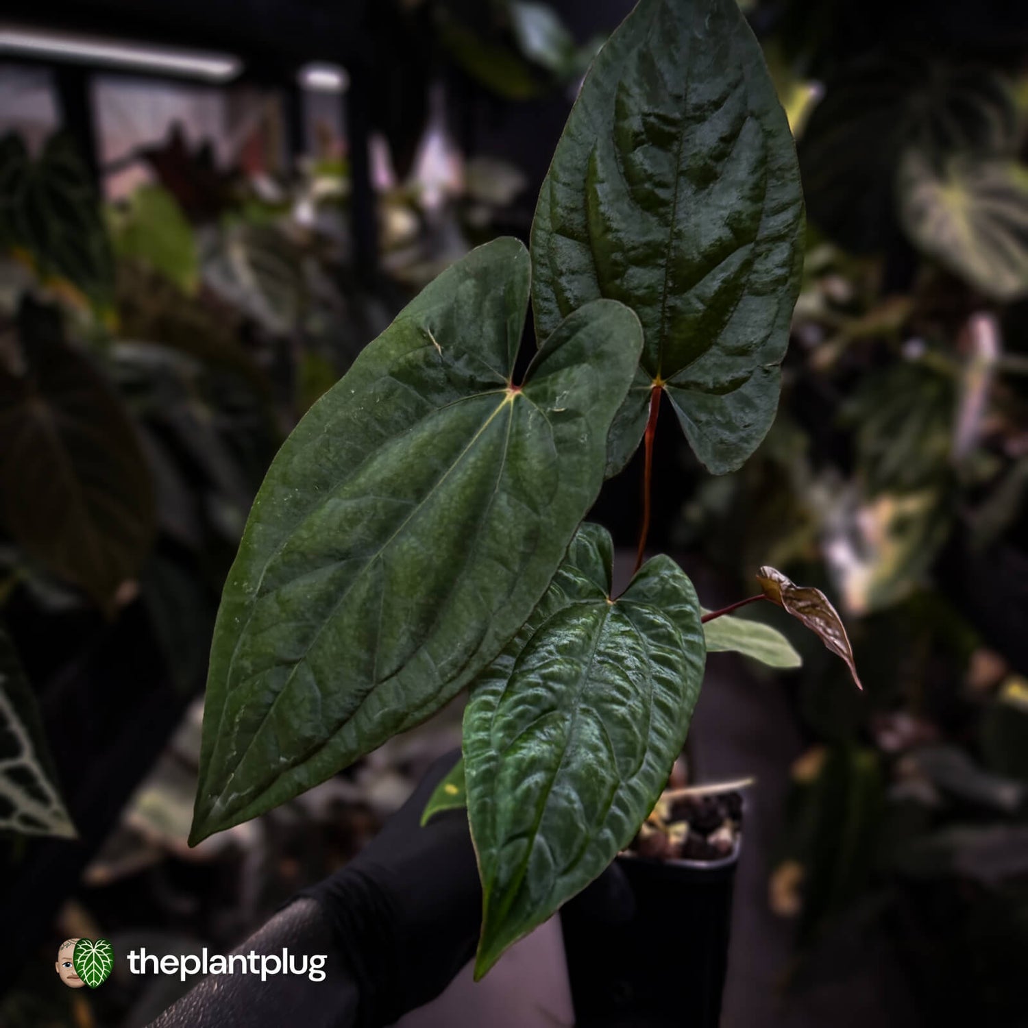 Anthurium 'RVDP' x papillilaminum 'RL' s1 • select