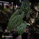 Anthurium 'RVDP' x papillilaminum 'RL' s1 • select