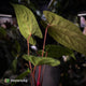 Anthurium 'RVDP' x papillilaminum 'RL' s1 • select