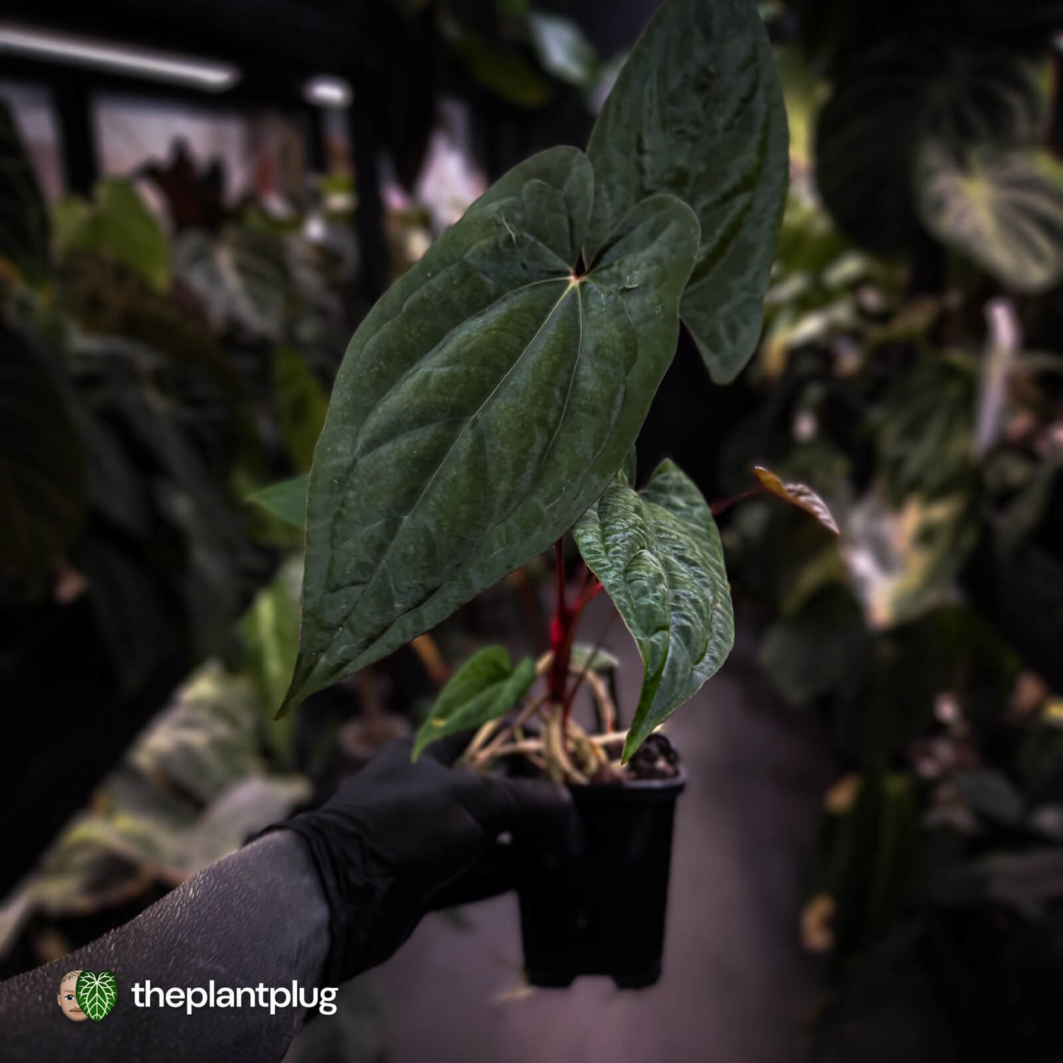 Anthurium 'RVDP' x papillilaminum 'RL' s1 • select