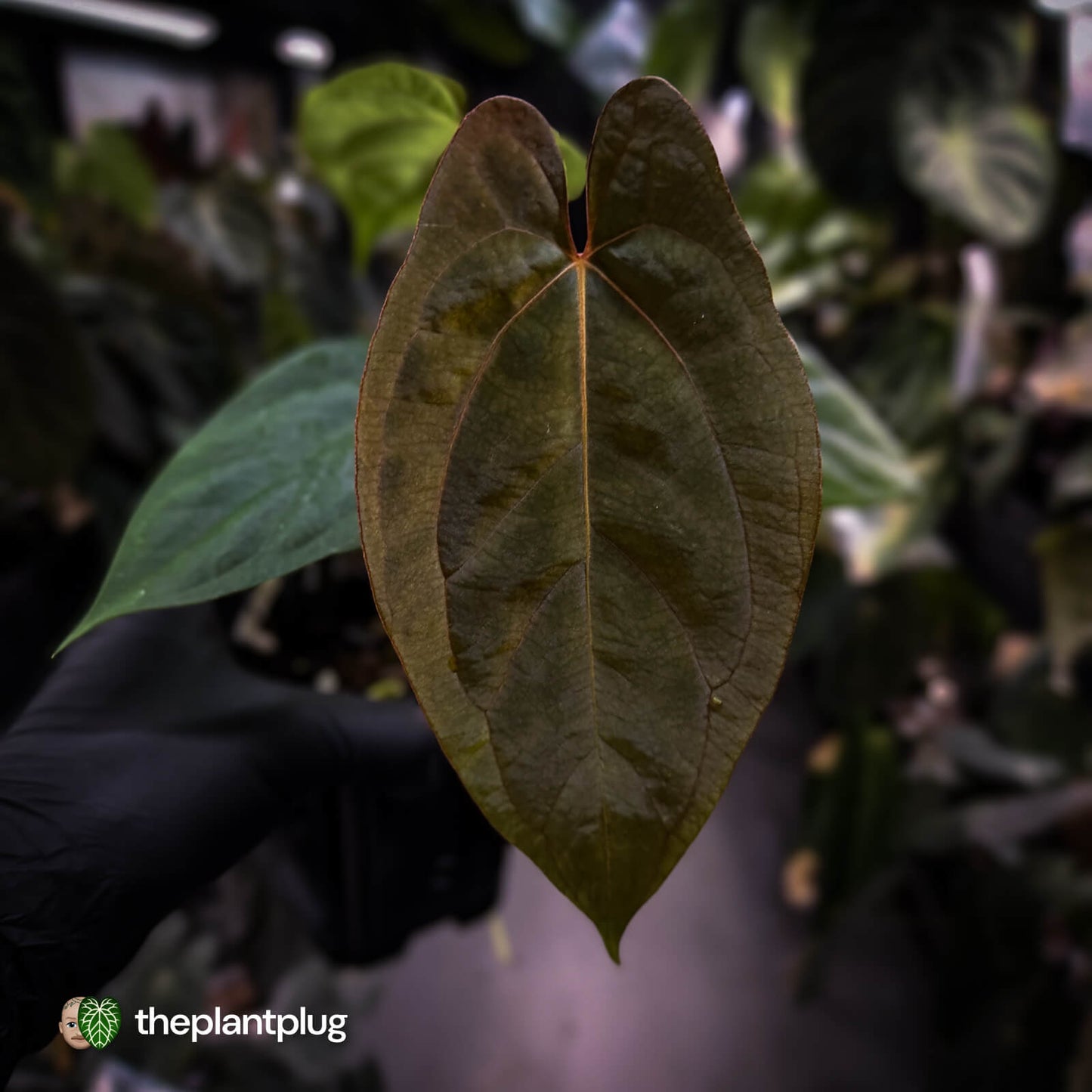 Anthurium 'RVDP' x papillilaminum 'RL' s1