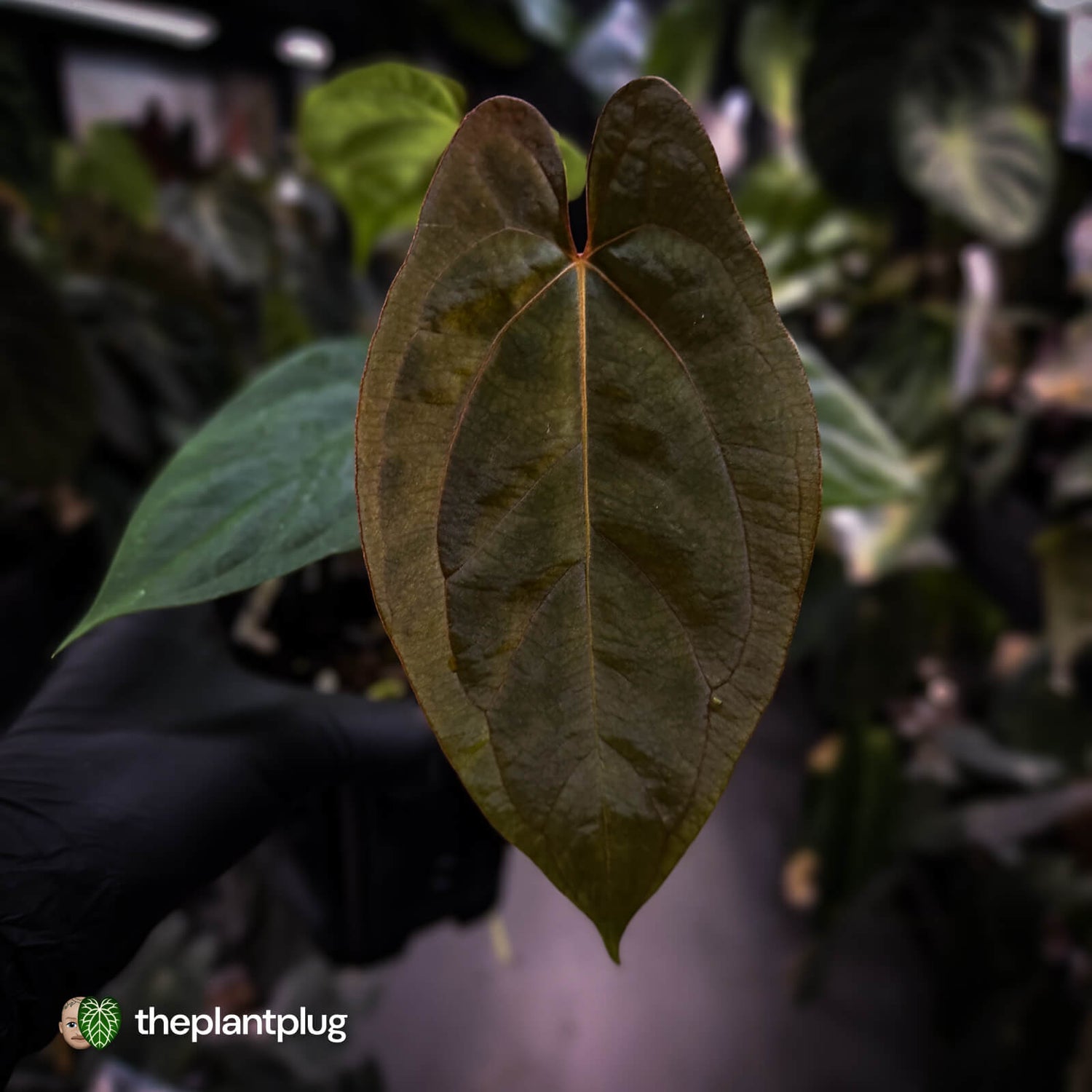 Anthurium 'RVDP' x papillilaminum 'RL' s1