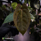Anthurium 'RVDP' x papillilaminum 'RL' s1