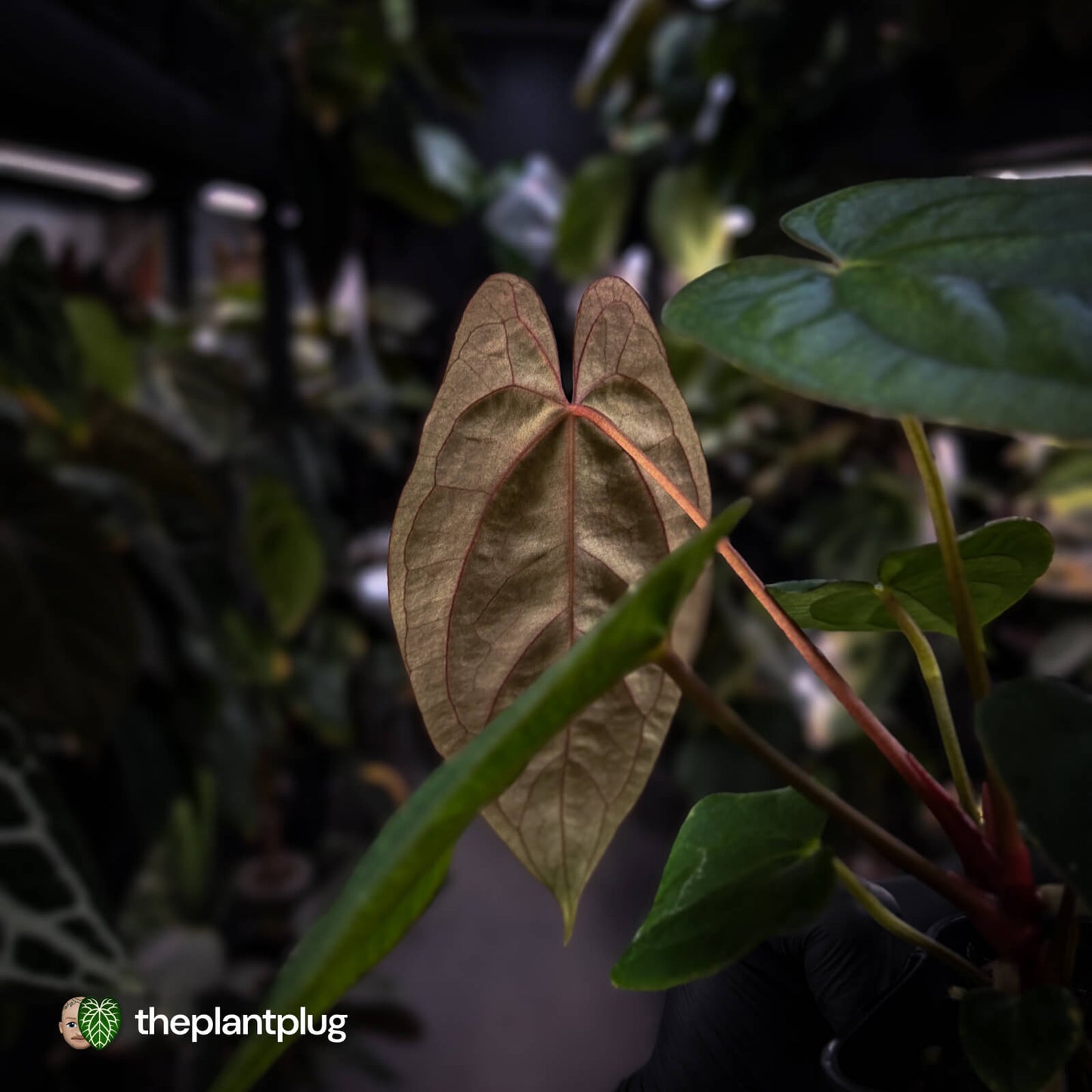 Anthurium 'RVDP' x papillilaminum 'RL' s1
