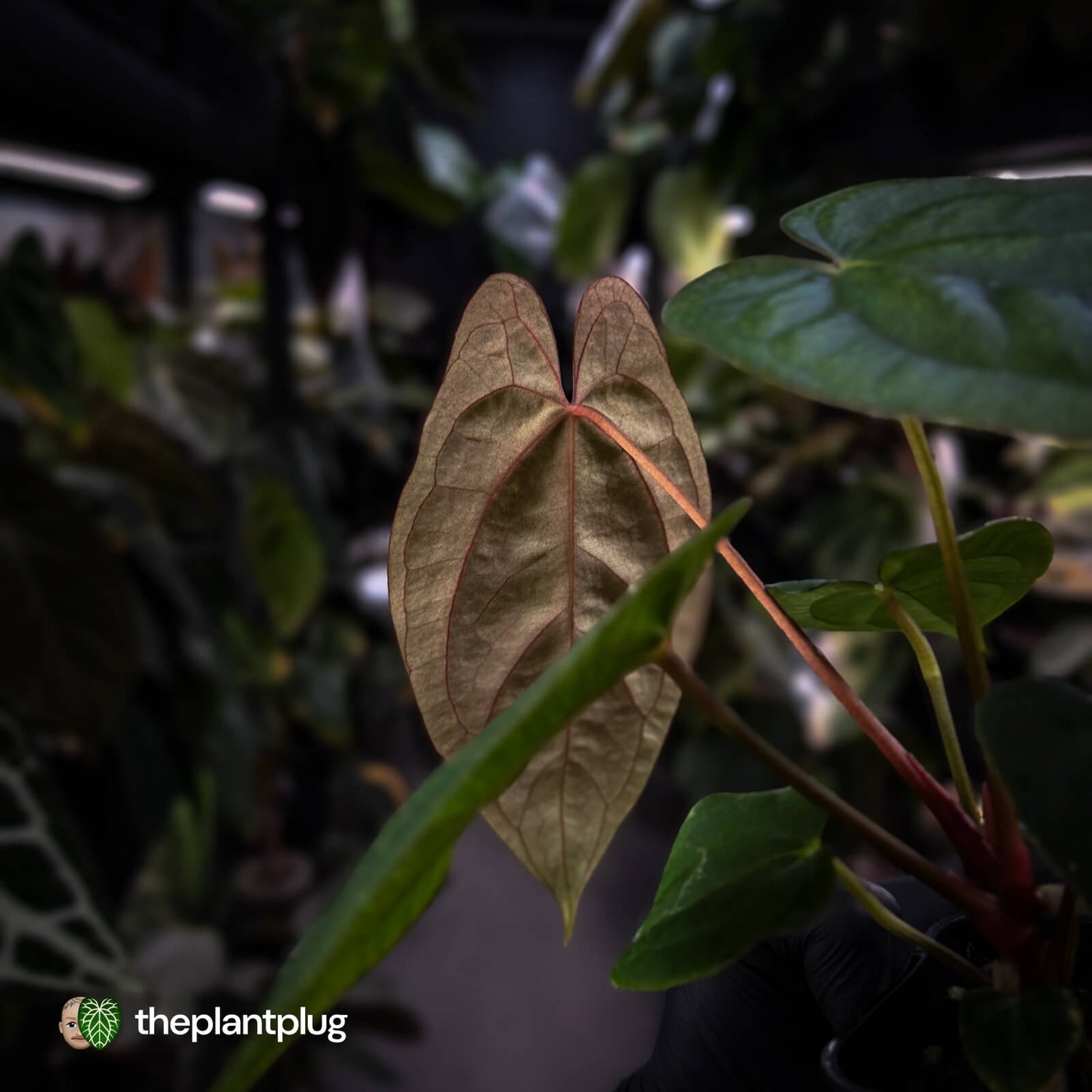 Anthurium 'RVDP' x papillilaminum 'RL' s1