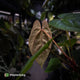 Anthurium 'RVDP' x papillilaminum 'RL' s1