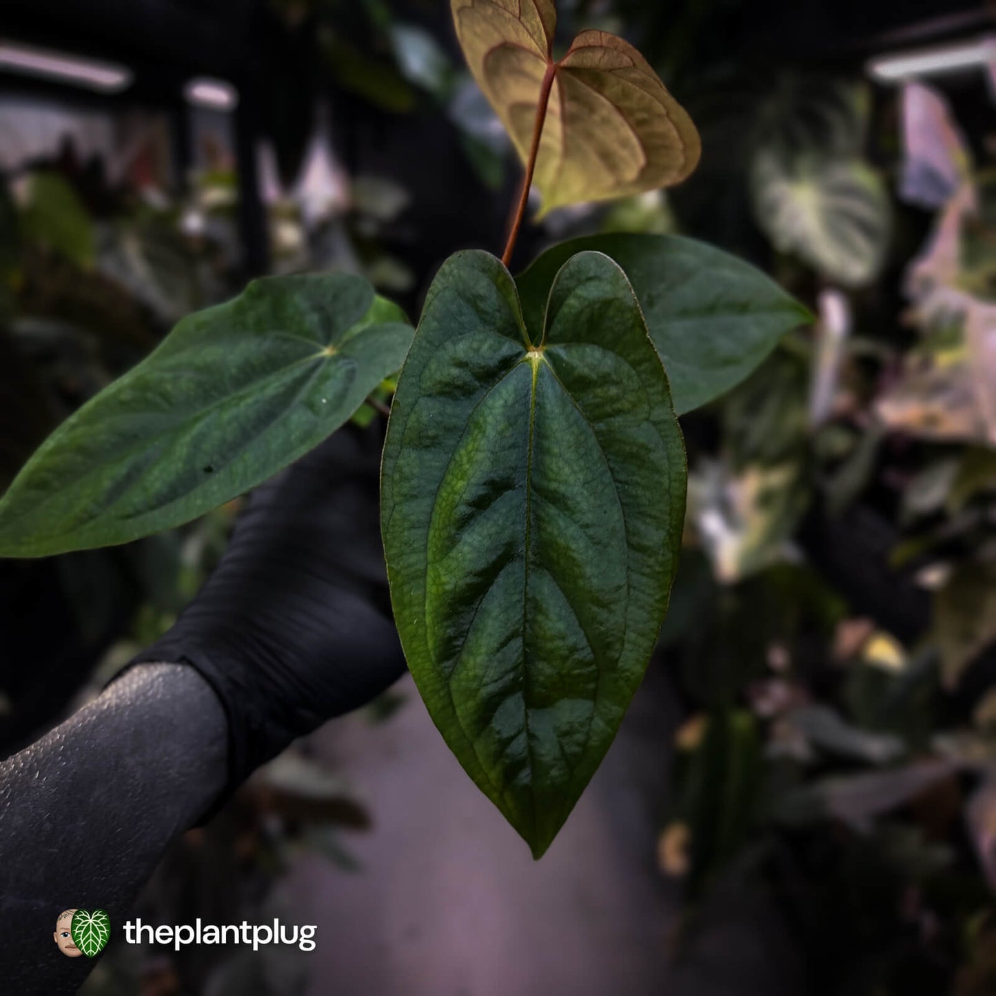 Anthurium 'RVDP' x papillilaminum 'RL' s1