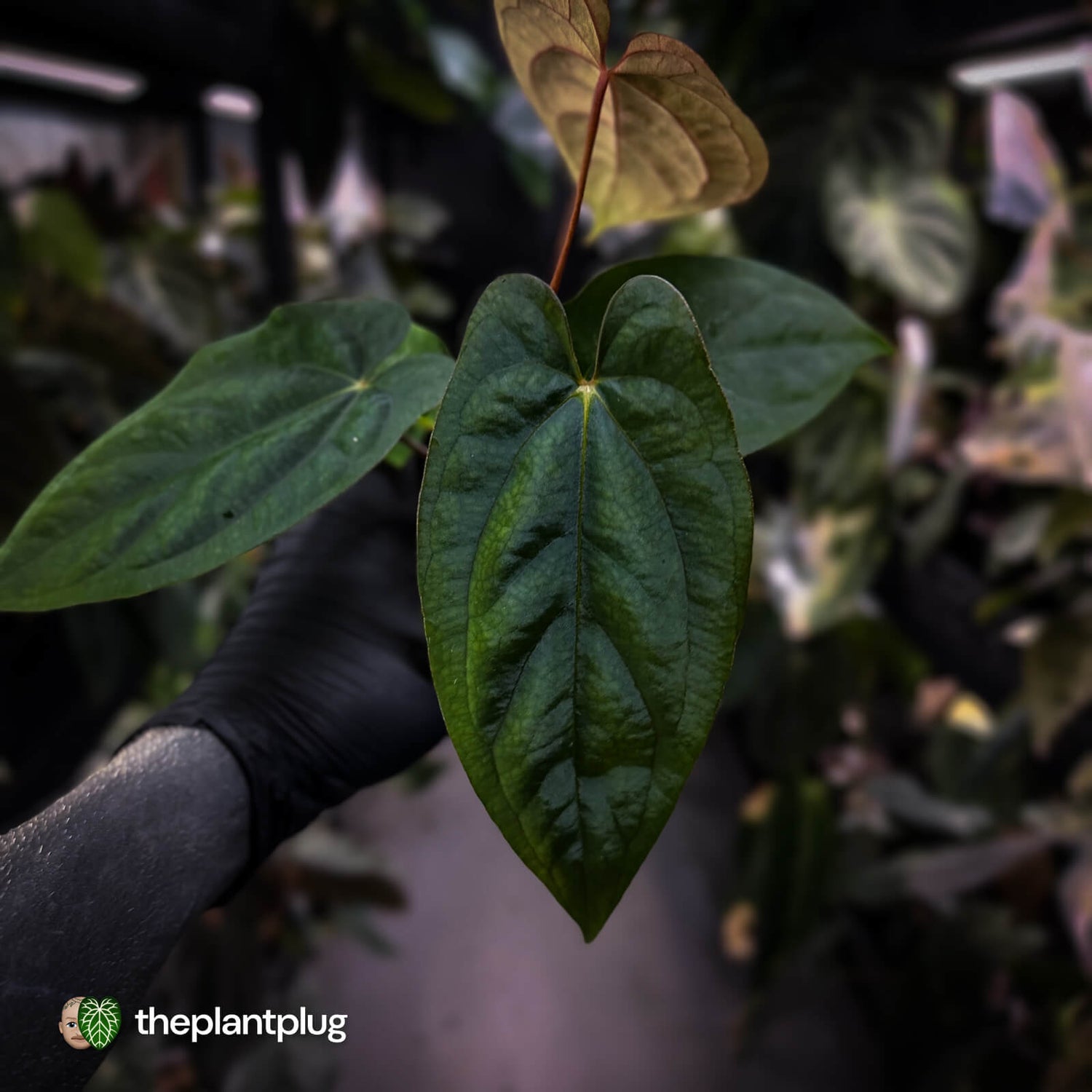 Anthurium 'RVDP' x papillilaminum 'RL' s1