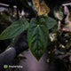 Anthurium 'RVDP' x papillilaminum 'RL' s1