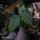 Anthurium 'RVDP' x papillilaminum 'RL' s1