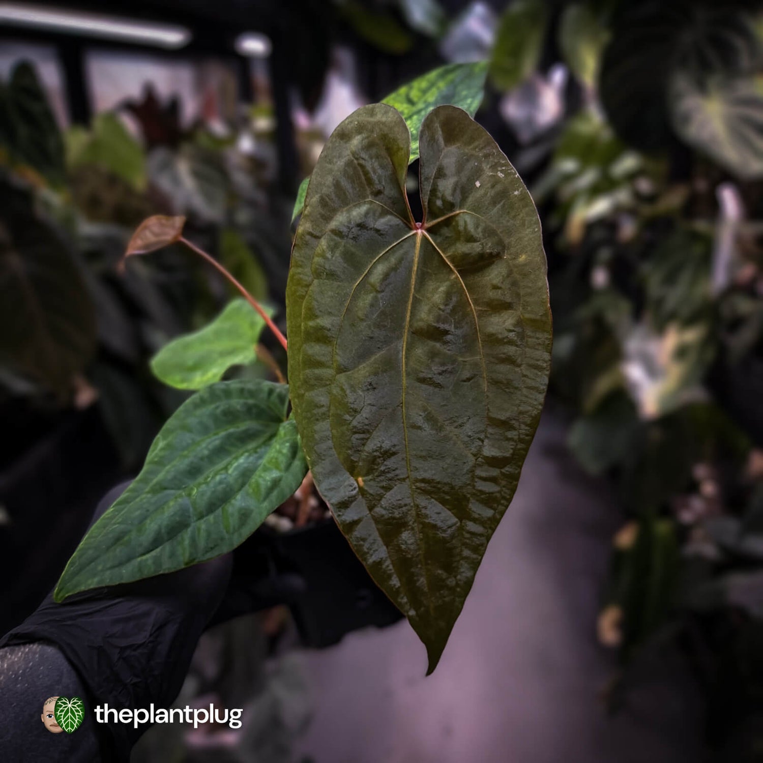 Anthurium 'RVDP' x papillilaminum 'RL' s1