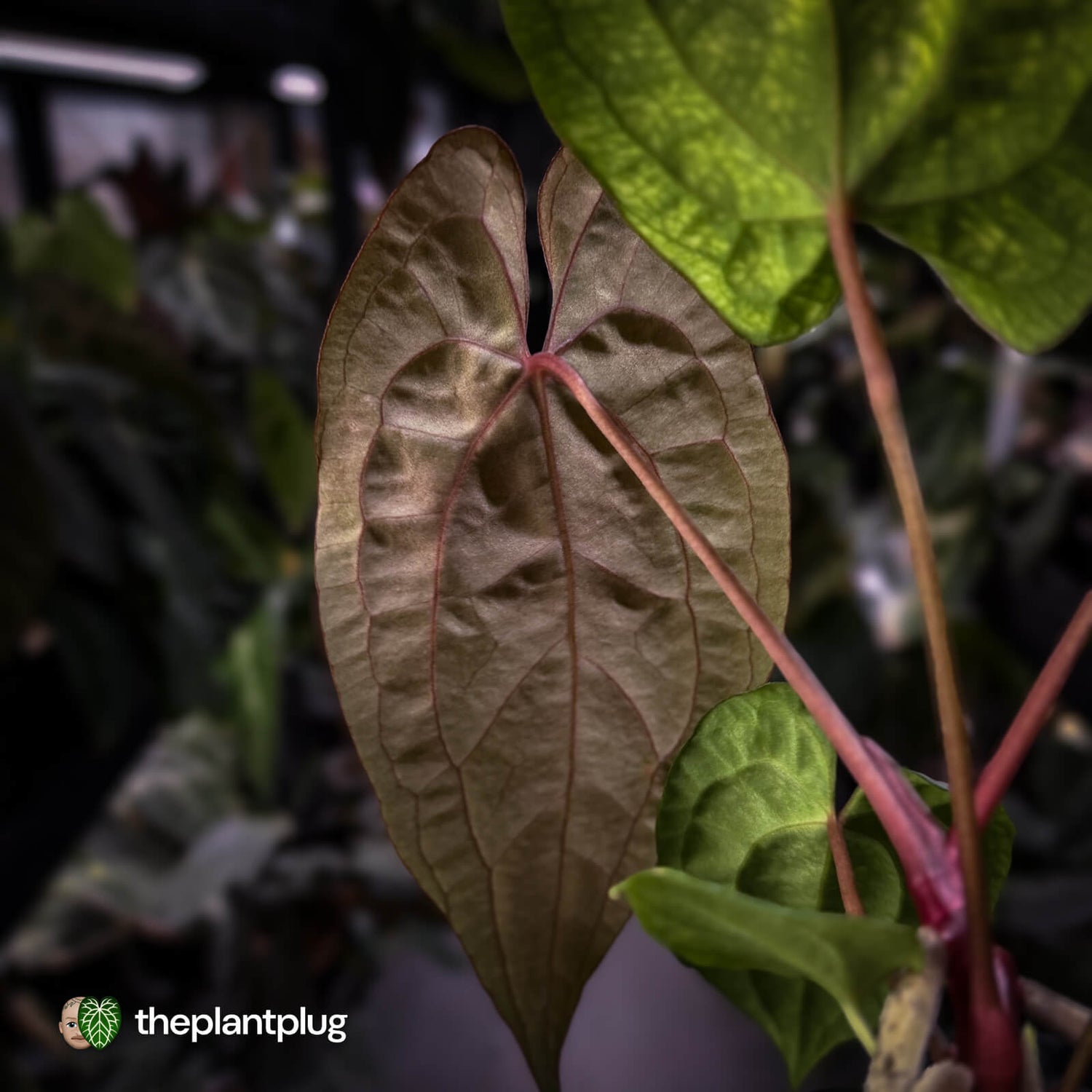 Anthurium 'RVDP' x papillilaminum 'RL' s1
