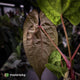 Anthurium 'RVDP' x papillilaminum 'RL' s1