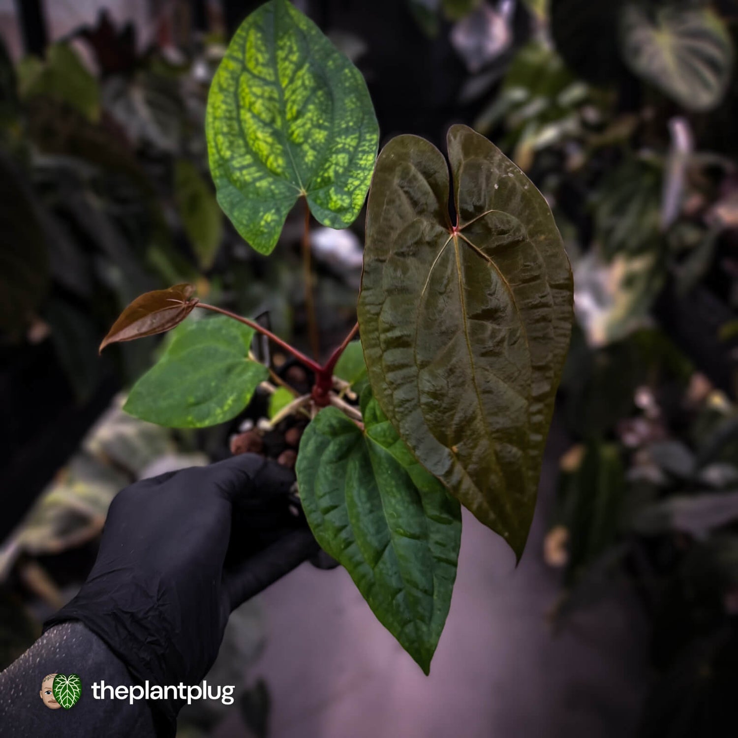 Anthurium 'RVDP' x papillilaminum 'RL' s1