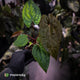 Anthurium 'RVDP' x papillilaminum 'RL' s1