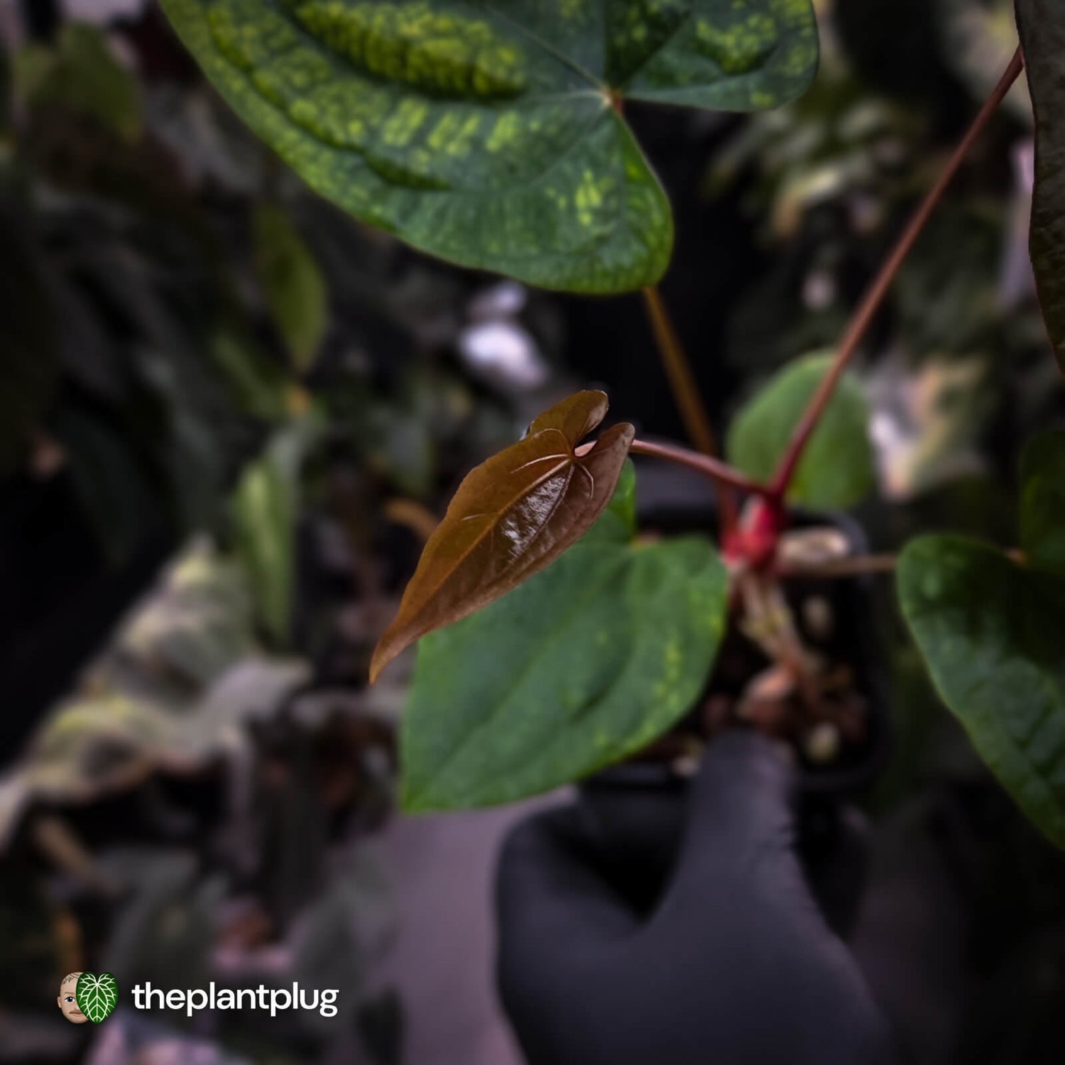 Anthurium 'RVDP' x papillilaminum 'RL' s1