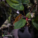 Anthurium 'RVDP' x papillilaminum 'RL' s1
