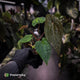 Anthurium 'RVDP' x papillilaminum 'RL' s1