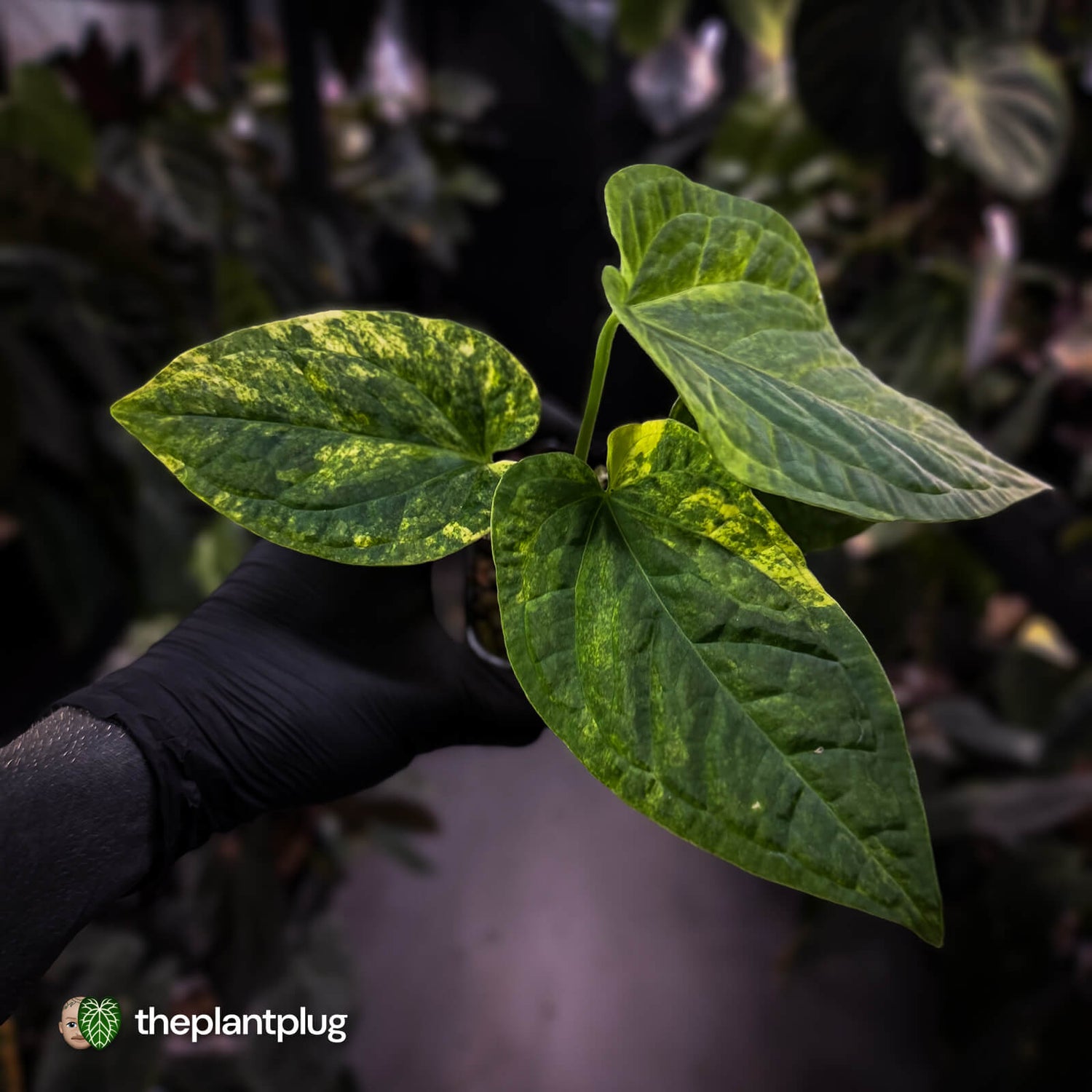 Anthurium (forgetii hybrid) x splendidum • highly variegated 🦄