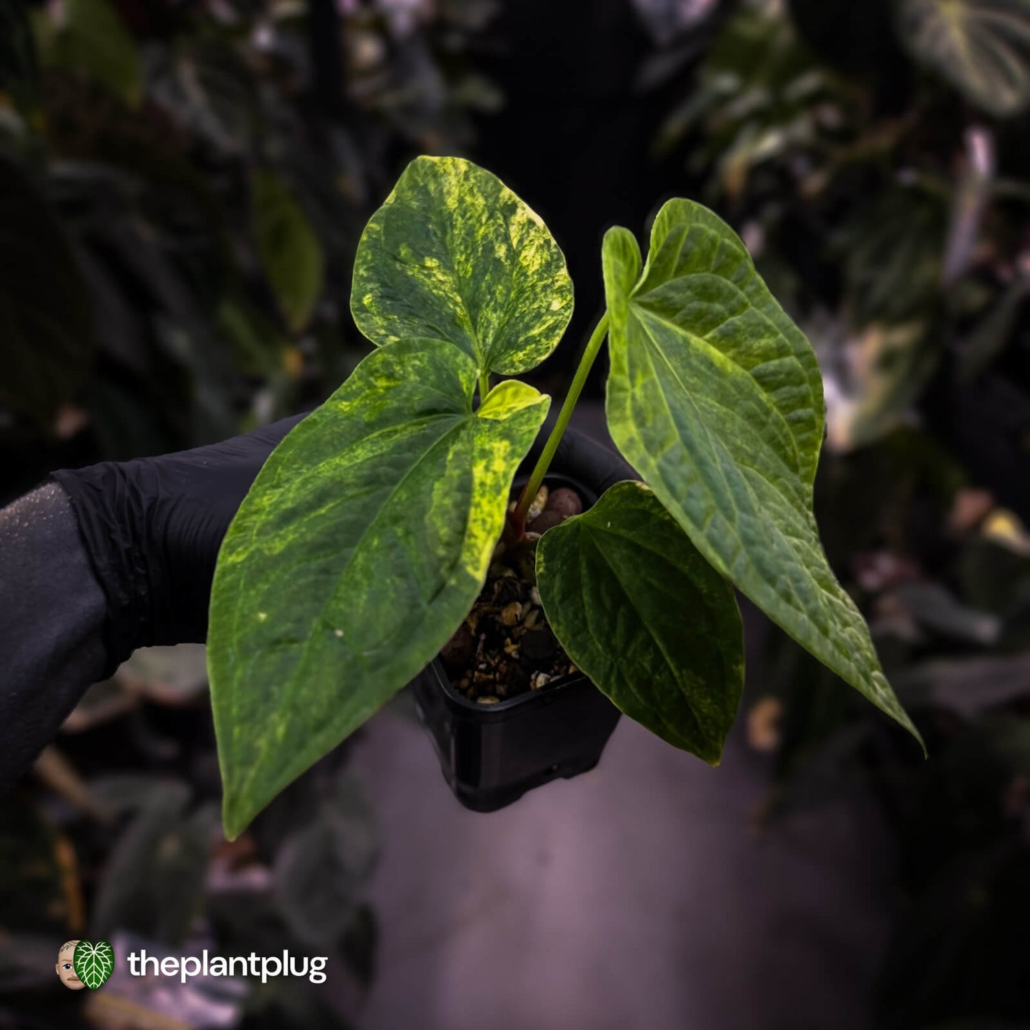 Anthurium (forgetii hybrid) x splendidum • highly variegated 🦄