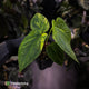 Anthurium (forgetii hybrid) x splendidum • highly variegated 🦄