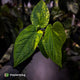 Anthurium (forgetii hybrid) x splendidum • highly variegated 🦄