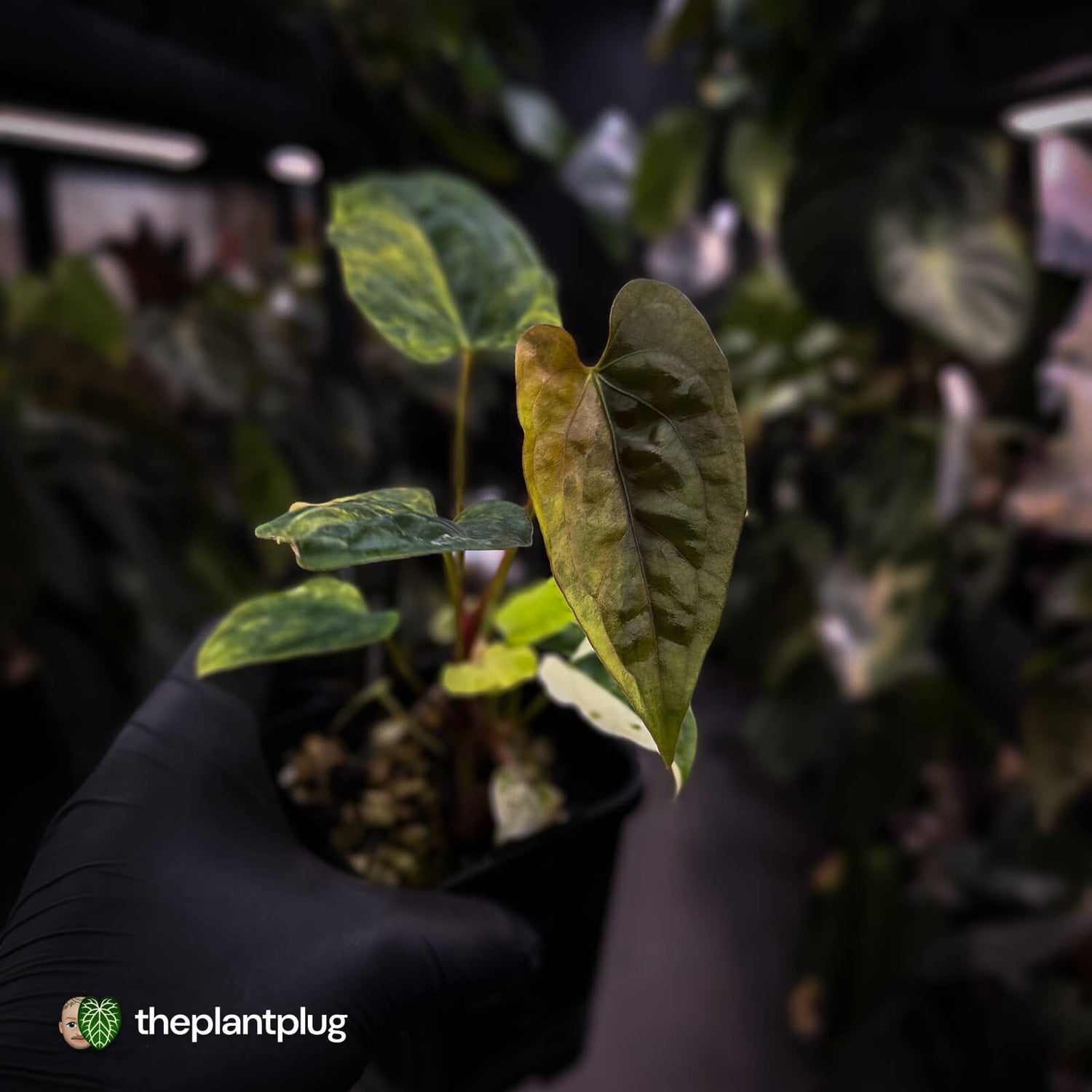Anthurium 'Wolverine' x #Calculus • highly variegated select ✨