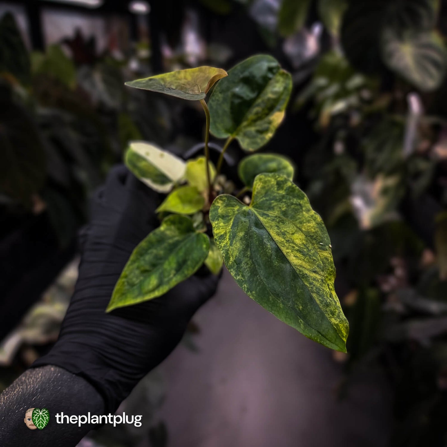 Anthurium 'Wolverine' x #Calculus • highly variegated select ✨