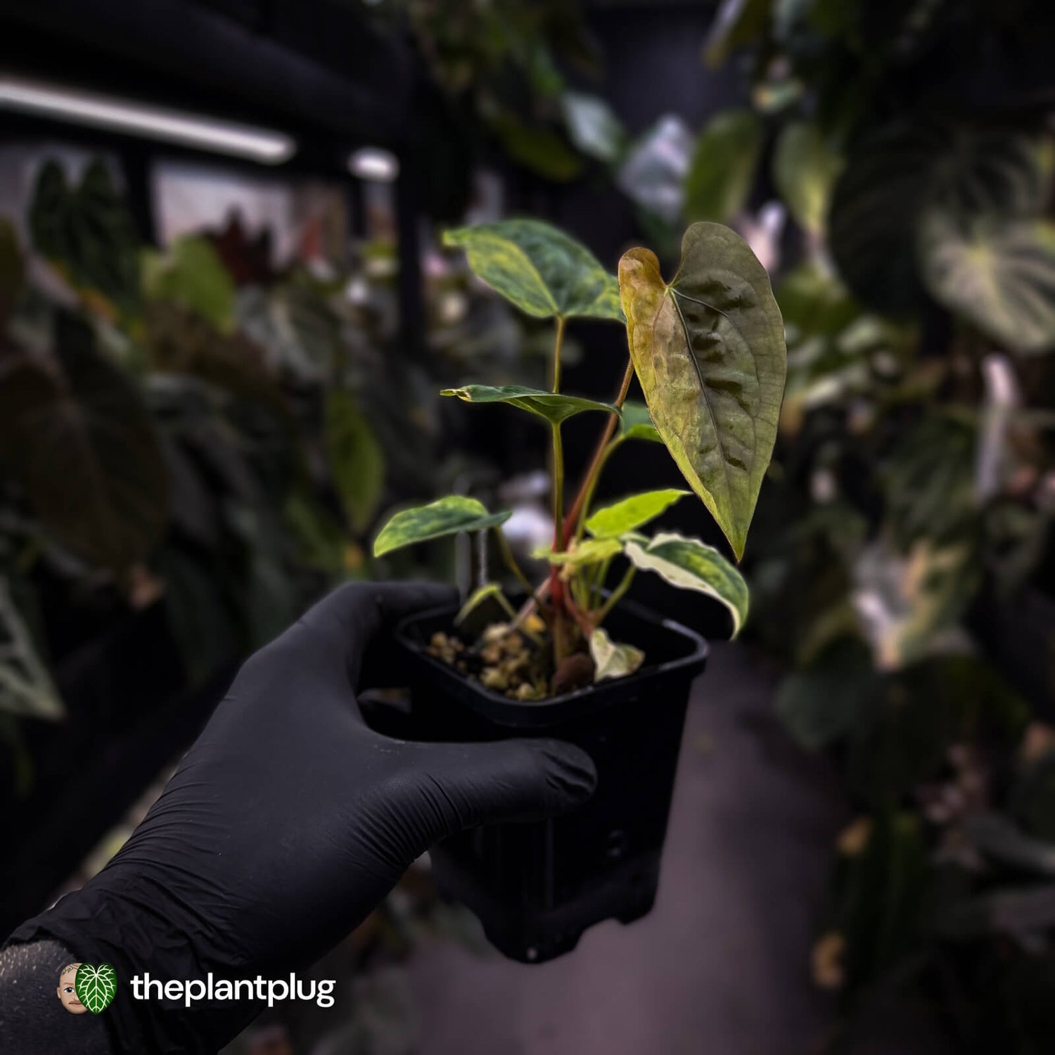Anthurium 'Wolverine' x #Calculus • highly variegated select ✨