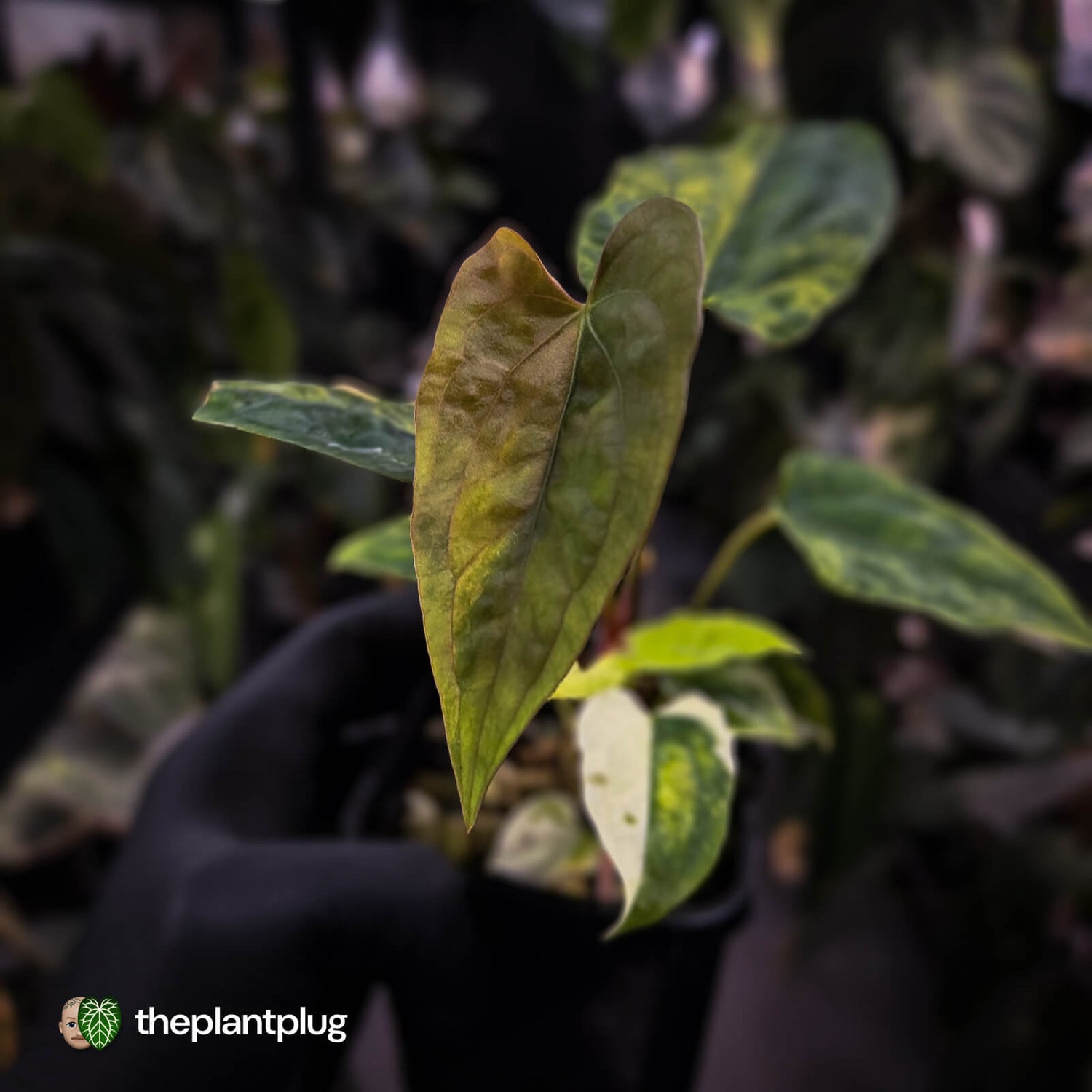 Anthurium 'Wolverine' x #Calculus • highly variegated select ✨