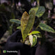 Anthurium 'Wolverine' x #Calculus • highly variegated select ✨