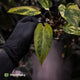 Anthurium pap hybrid variegated x pap hybrid 'Glossy' • highly variegated ✨