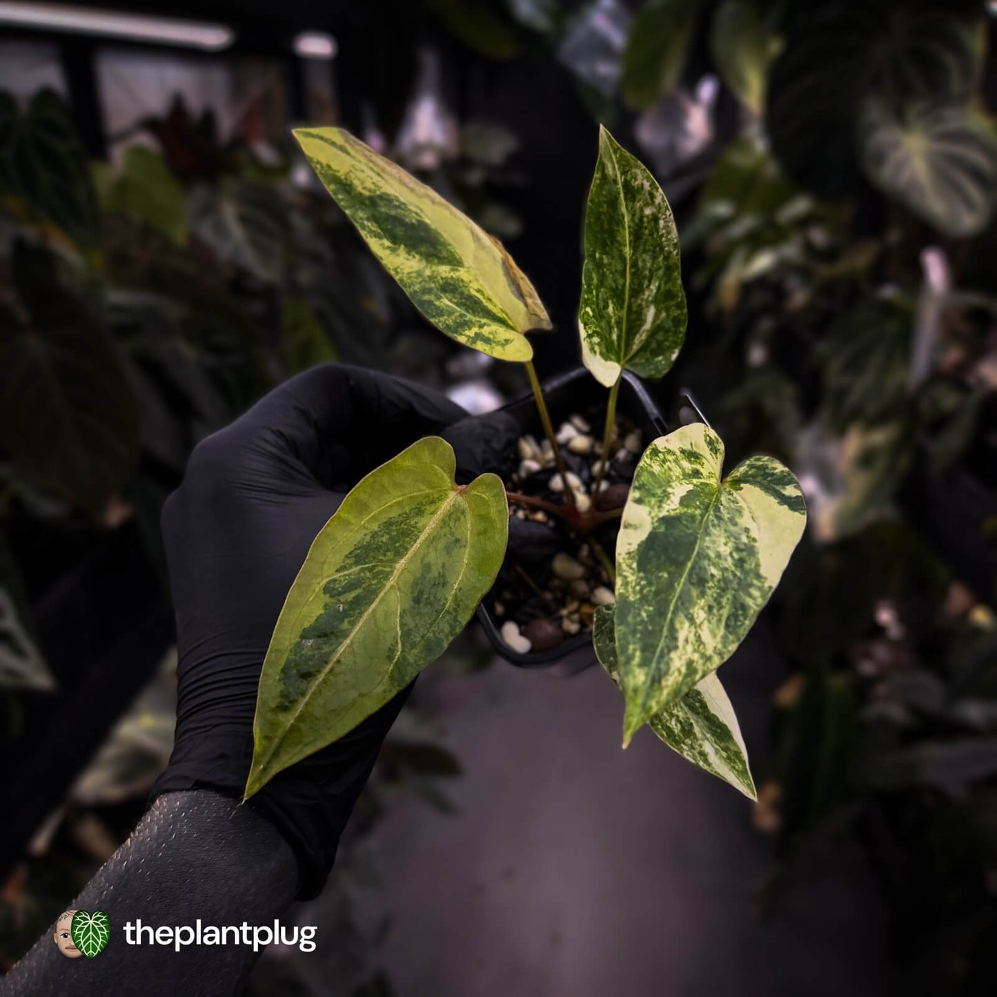 Anthurium pap hybrid variegated x pap hybrid 'Glossy' • highly variegated ✨