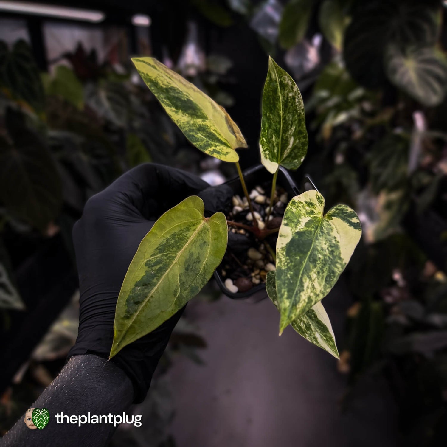 Anthurium pap hybrid variegated x pap hybrid 'Glossy' • highly variegated ✨