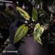 Anthurium pap hybrid variegated x pap hybrid 'Glossy' • highly variegated ✨