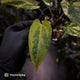 Anthurium pap hybrid variegated x pap hybrid 'Glossy' • highly variegated ✨