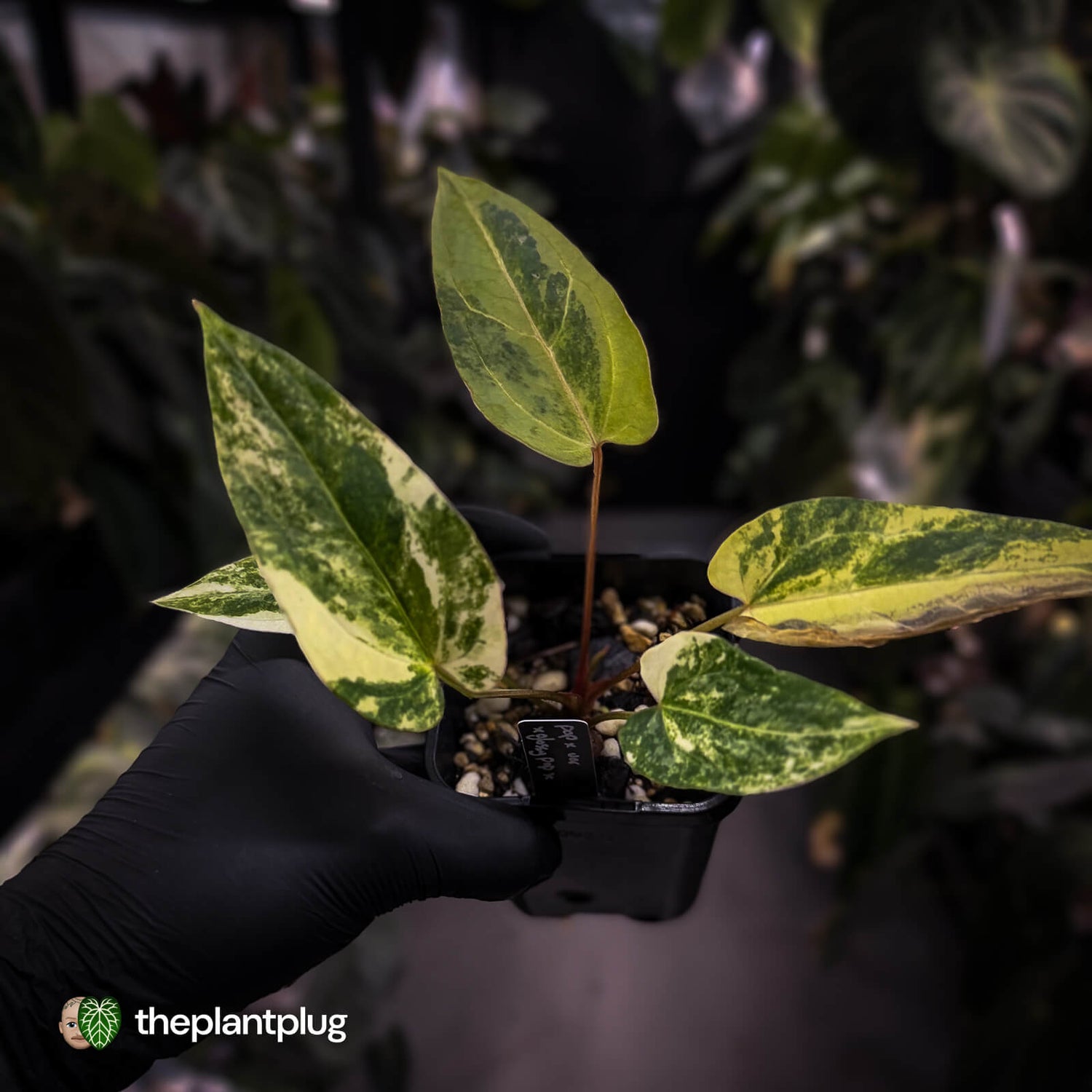 Anthurium pap hybrid variegated x pap hybrid 'Glossy' • highly variegated ✨