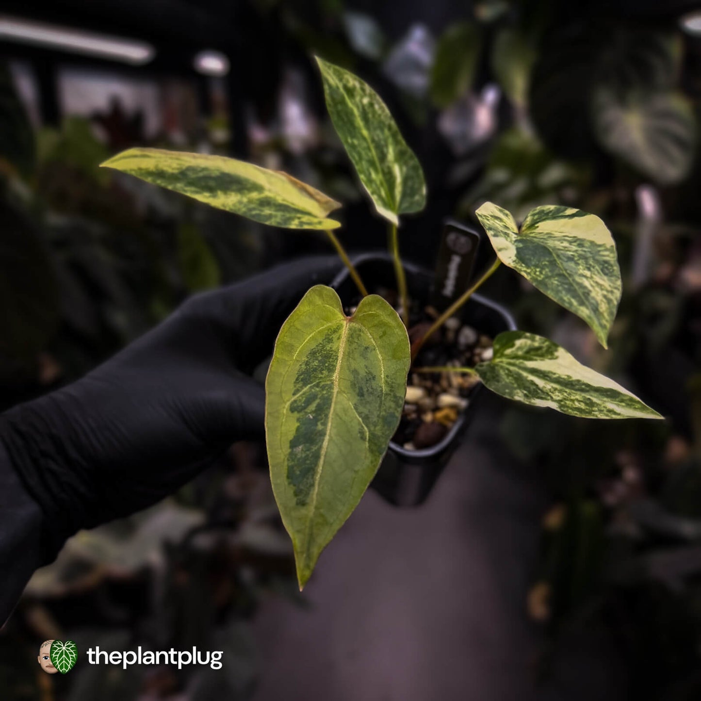 Anthurium pap hybrid variegated x pap hybrid 'Glossy' • highly variegated ✨