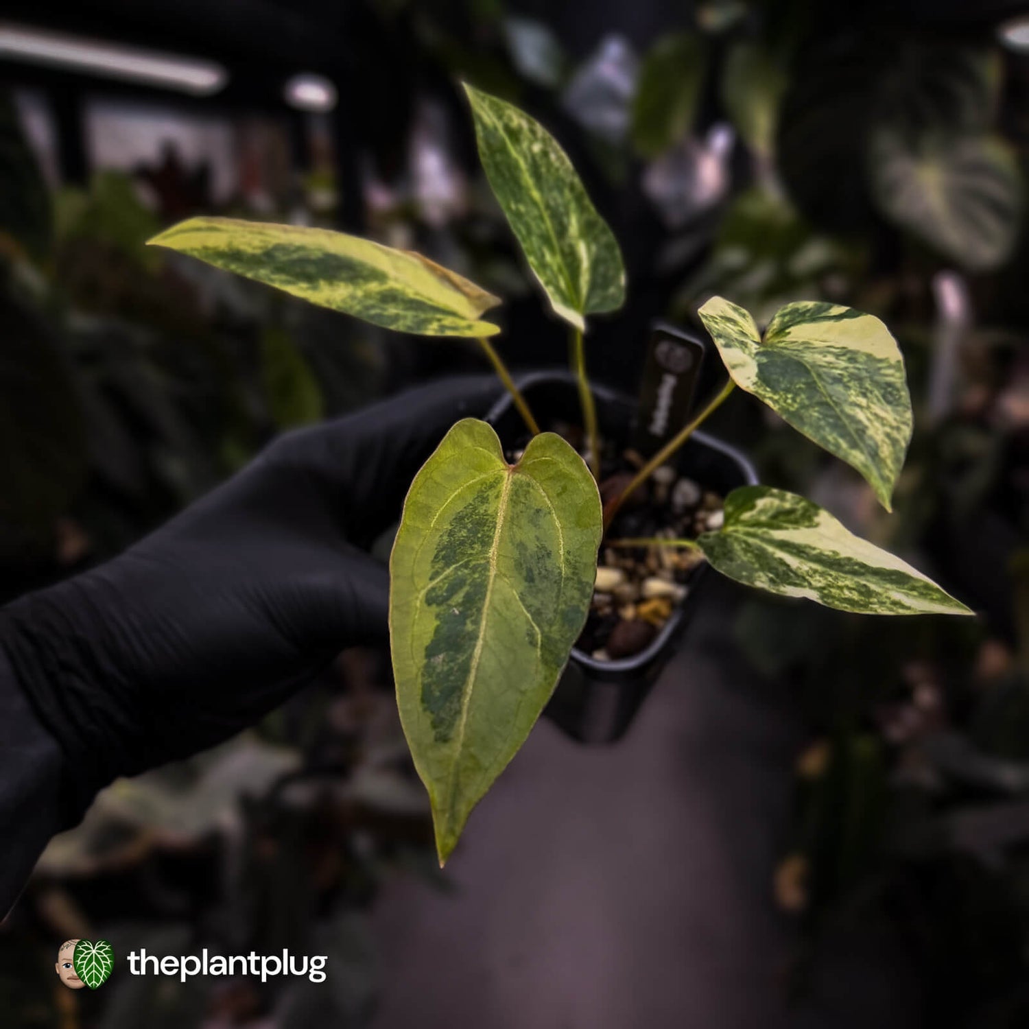 Anthurium pap hybrid variegated x pap hybrid 'Glossy' • highly variegated ✨