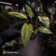 Anthurium pap hybrid variegated x pap hybrid 'Glossy' • highly variegated ✨