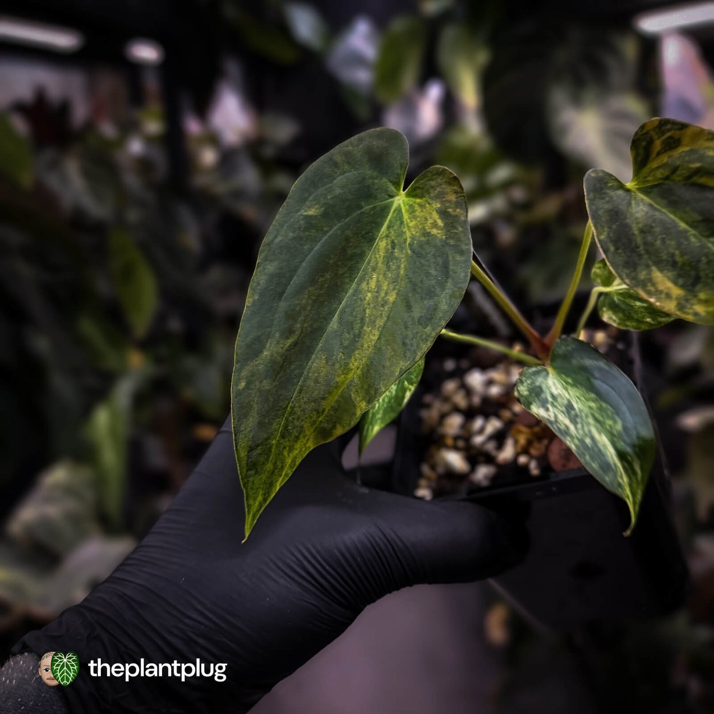 Anthurium (forgetii x pap variegated) x (pap x besseae aff)