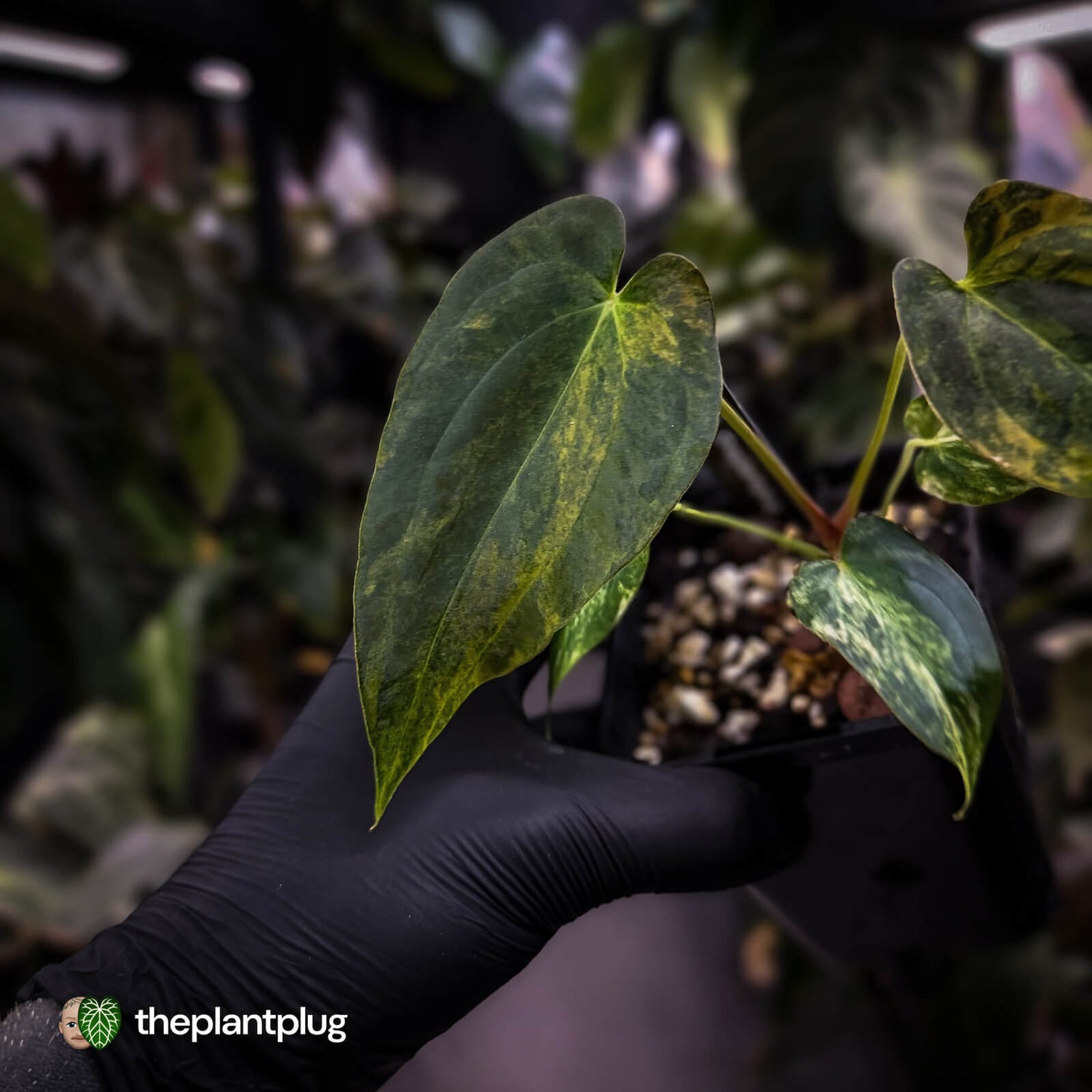 Anthurium (forgetii x pap variegated) x (pap x besseae aff)