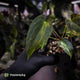 Anthurium (forgetii x pap variegated) x (pap x besseae aff)