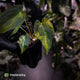 Anthurium (forgetii x pap variegated) x (pap x besseae aff)