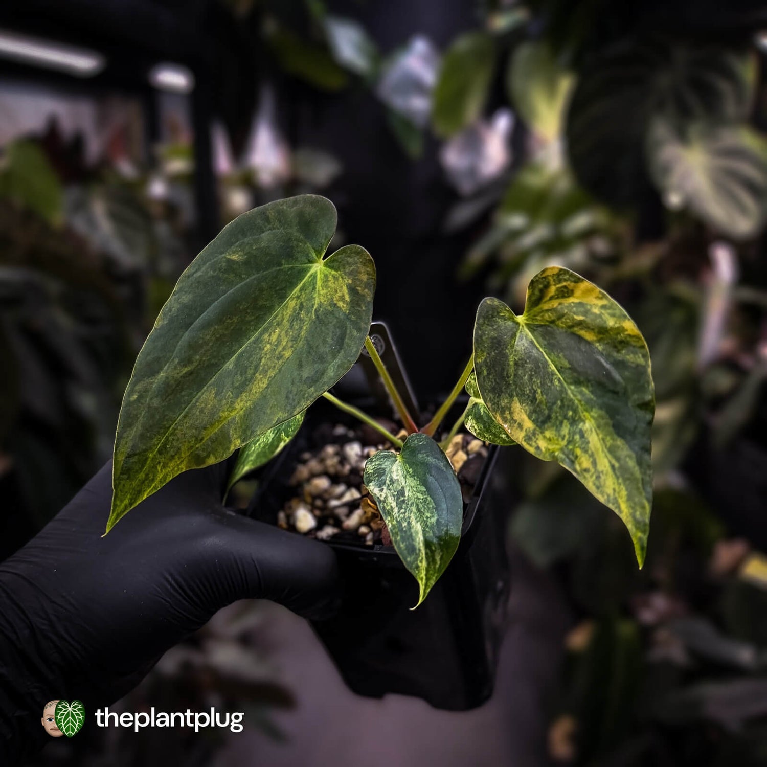 Anthurium (forgetii x pap variegated) x (pap x besseae aff)