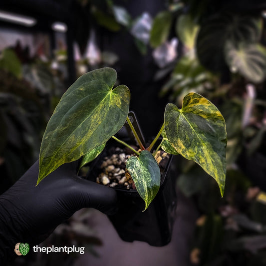 Anthurium (forgetii x pap variegated) x (pap x besseae aff)