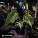 Anthurium (forgetii x pap variegated) x (pap x besseae aff)