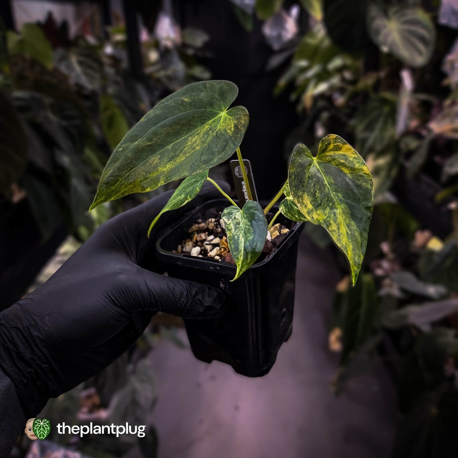 Anthurium (forgetii x pap variegated) x (pap x besseae aff)