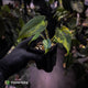 Anthurium (forgetii x pap variegated) x (pap x besseae aff)
